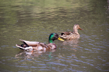 duck in the water