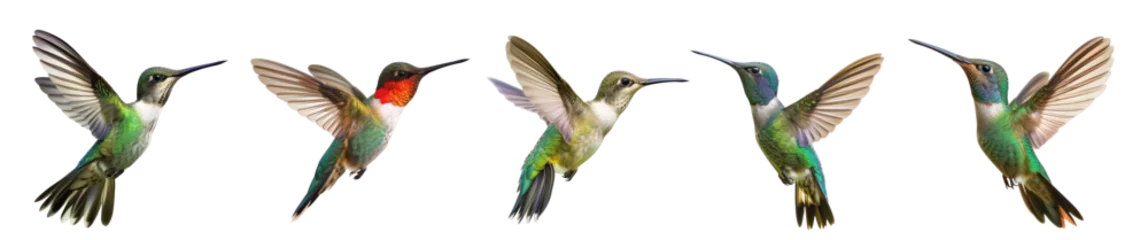 Tuinposter Kolibrie hummingbird on transparency background PNG