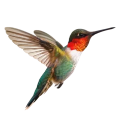 Foto op Aluminium Kolibrie hummingbird on transparency background PNG