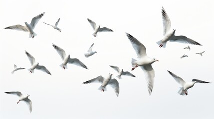 seagulls isolated on white