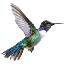 Zelfklevend Fotobehang Kolibrie hummingbird on transparency background PNG