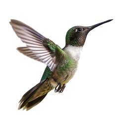 Obraz premium hummingbird on transparency background PNG