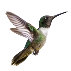 Foto op Plexiglas hummingbird on transparency background PNG © KimlyPNG