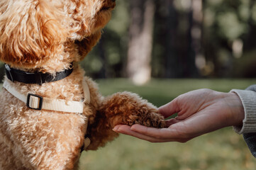 apricot toy poodle Dog giving paw to the owner in the park.