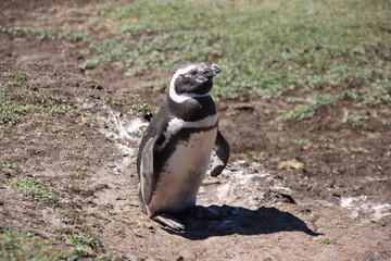 Magellanic Penguin (Spheniscus magellanicus), Saunders Island, Falkland Islands.