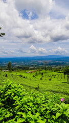 Beautiful view green tea plantation with mountain