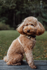 Vertical portrait of cute apricot toy poodle sitting on the bench in the park. Playing and training for animals