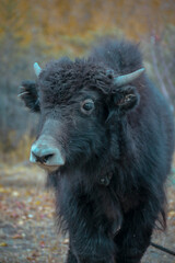 Fototapeta premium Mountain King Yak from the Northern area of Pakistan.