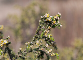 Obraz premium Flowers and leaves of shaggy sparrow-wort, Thymelaea hirsuta. Photo taken in Carabassi Beach, province of Alicante, Spain