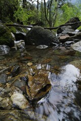Torrential Serenity: A Himalayan Frog Amidst the Rushing Streams - Adobe Stock Captures the Tranquil Beauty and Dynamic Life of the Himalayan Wilderness