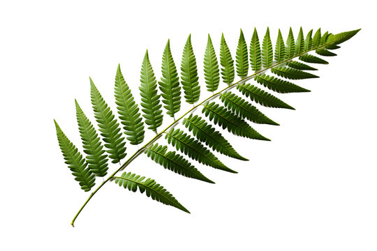 Green Fern Leaf. Tropical Botany Isolated on a Transparent Background