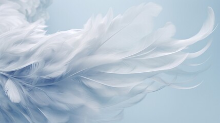white feather on white background - obrazy, fototapety, plakaty