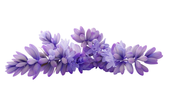 Cluster of Fragrant Lavender Blooms Isolated on Transparent Background.