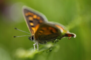 butterfly on a green leaf