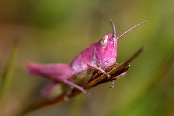 Nature's Rarity: Erythrism in Focus - A Captivating Portrait of the Pink Grasshopper, Celebrating Nature's Unique Color Mutation