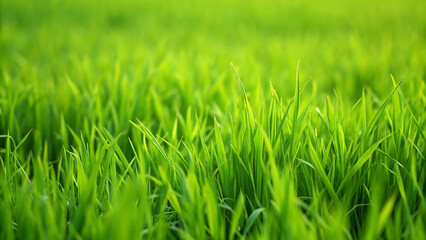 Fototapeta premium background, texture, grass, lawn