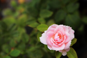 a beauty pink rose flower with green pattern of leaf in the garden