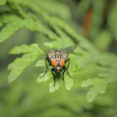 Housefly on a leaf in head detail