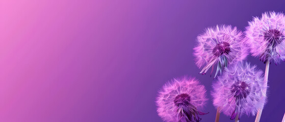 Soft dandelions on a purple backdrop with blank space for text.
