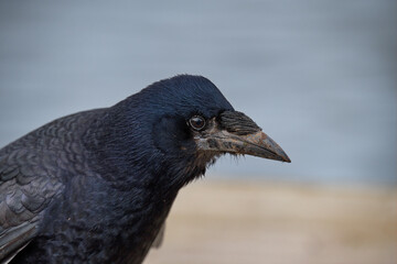 Carrion crow