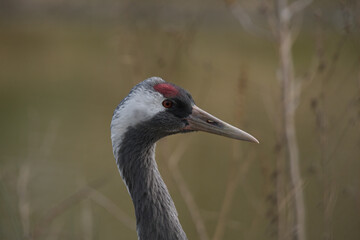 Common crane, Eurasian crane