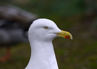 Lesser black-backed gull