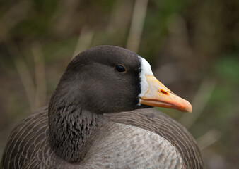 Greater white-fronted goose