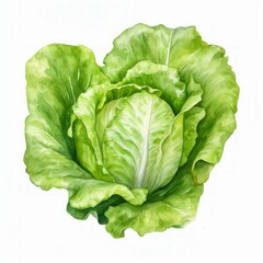 lettuce watercolor