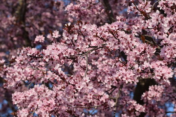 prunus in flower in spring 3