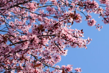 prunus in flower in spring 2