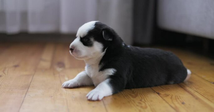 Adorable Black and White Puppy on Wooden Floor