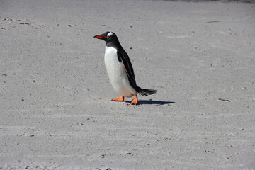 Gentoo Penguin (Pygoscelis papua) on the beach at the Neck on Saunders Island in the Falkland...
