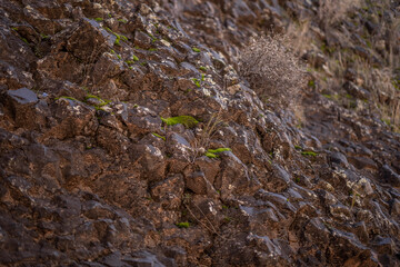 Cute Tiny Little Pokey Cactus Outside Growing in Rocks