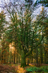 Handsel Tree of Grovely Wood