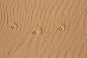 Fototapeta na wymiar animal footprints in the sand