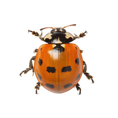 Ladybug in transparent background © PNG Lab