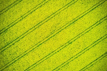 Aerial view of a bright yellow rapeseed field with parallel lines creating a striking pattern