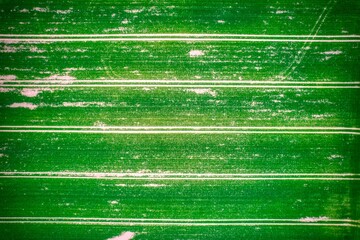 Aerial view of a bright green field with parallel lines creating a striking pattern