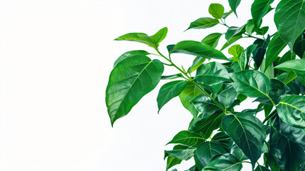 Fototapeta na wymiar Tropical foliage plant Goeppertia gande.