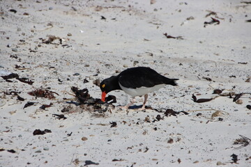Magellanic Oystercatcher (Haematopus leucopodus) on the beach at the Neck on Saunders Island in the...