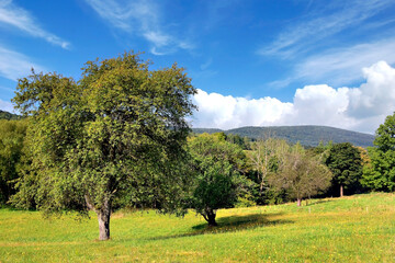 Fototapeta na wymiar A sunny, bright day in the Low Beskids. Fruit trees in an old orchard