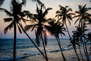 Fototapeta na wymiar Coconut tree hill Sri Lanka