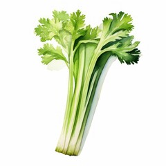 watercolor celery