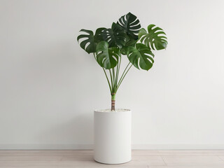 Monstera plant in pot on floor against white wall, interior design