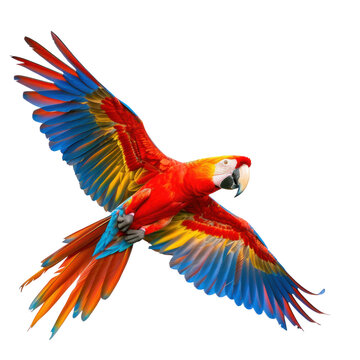 flying macaw parrot on transparency background PNG