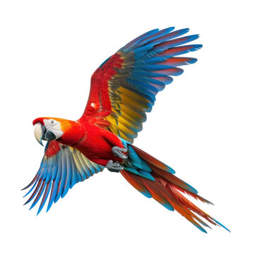 flying macaw parrot on transparency background PNG