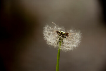 The beautiful and yellow flowers of the dandeliom, which after some time turn into these beautiful...