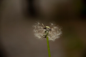 The beautiful and yellow flowers of the dandeliom, which after some time turn into these beautiful...