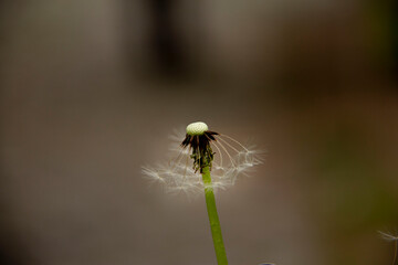 The beautiful and yellow flowers of the dandeliom, which after some time turn into these beautiful dandelions, which are divided into smaller pieces by a current of air, this is called metamorphosis