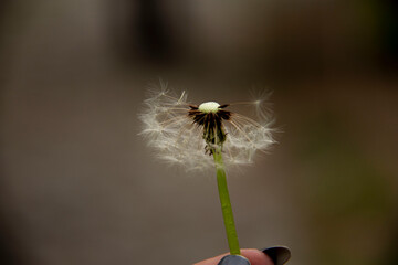 The beautiful and yellow flowers of the dandeliom, which after some time turn into these beautiful...